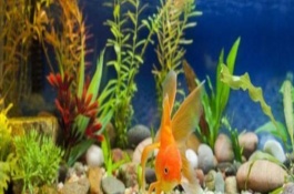 金魚為什么會仰泳，有以下9個(gè)常見原因