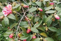 茶花根爛的原因，盆土、澆水、施肥不當(dāng)均會導(dǎo)致
