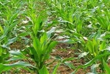 沃單77玉米栽培技術(shù)要點(diǎn)，適宜播期6月上中旬
