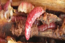天牛幼蟲如何越冬，可以食用但具有風險