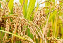 神農(nóng)優(yōu)455水稻栽培技術(shù)要點(diǎn)，全生育期137～183天