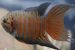 菩薩魚公母能一起養(yǎng)嗎，體型、體色和腹部等均不同