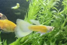 孔雀魚幾點喂食好，根據(jù)生長的情況決定