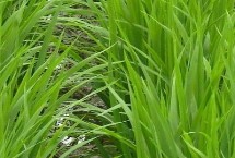 東生稻11號(hào)水稻栽培技術(shù)要點(diǎn)，普通粳稻品種