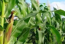豫中育99玉米栽培技術要點，中抗莖腐病