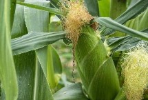 明玉605玉米栽培技術要點，放赤眼蜂防治玉米螟蟲
