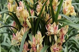 蘭花品質(zhì)鑒別，富山奇蝶、余蝴蝶、市長紅等蘭花均比較不錯