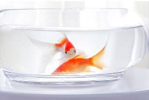 適合與金魚(yú)混養(yǎng)的魚(yú)，重點(diǎn)是要做好換水措施