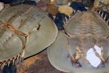 鱟魚有沒有毒，屬于有毒動(dòng)物