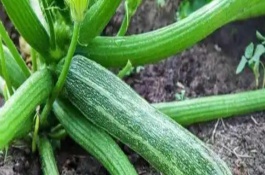 大棚西葫蘆植株調(diào)整方法，可能是授粉不良所致
