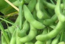 科鮮豆1號(hào)大豆栽培技術(shù)要點(diǎn)，遼寧省春播生育期105天