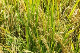 博優(yōu)2318水稻栽培技術(shù)要點(diǎn)，注意防治白葉枯病