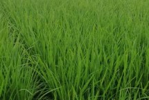柒兩優(yōu)785水稻栽培技術(shù)要點(diǎn)，秧田畝播種量20千克