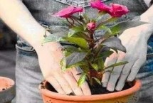 花卉可以施尿素嗎，一般每年或隔年進(jìn)行一次換盆