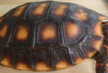 亞種分化，是現(xiàn)存最古老的爬行動物之一