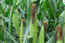 泓豐818玉米栽培技術(shù)要點(diǎn)，6月中上旬播種