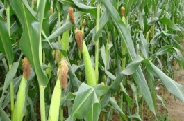 SN696玉米栽培技術(shù)要點(diǎn)，普通玉米品種