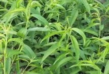 冰糖蜜桃的產(chǎn)地，在2-6元一株左右