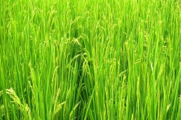 穗香糯719水稻栽培技術(shù)要點，晚稻7月上.中旬播種