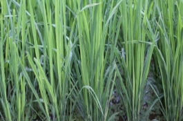 長香優(yōu)289水稻栽培技術(shù)要點(diǎn)，每畝秧田播種量6～8千克