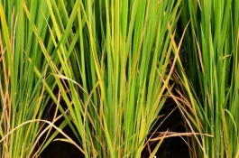吉農(nóng)大838水稻栽培技術(shù)要點(diǎn)，表現(xiàn)中抗