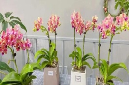 蝴蝶蘭換盆注意事項(xiàng)，生長期對(duì)養(yǎng)分需求量較大