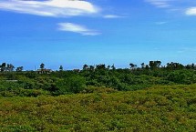 什么是海刀豆，海刀豆是主要附生植物