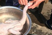 殺鴨割哪里，鴨毛需燙透后才好拔毛