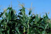 云甜玉12號(hào)玉米栽培技術(shù)要點(diǎn)，種植密度在3300株左右為宜