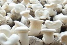新疆哈密瓜的品種，喀納斯蜜瓜被譽為“阿山一絕”