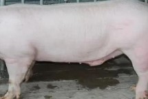 中國土豬品種，包括杜洛克、成華豬、大白豬、長白豬等種類