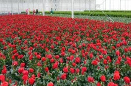 玫瑰花出現(xiàn)很多小蟲子如何處理，花期時(shí)以磷鉀肥為主。