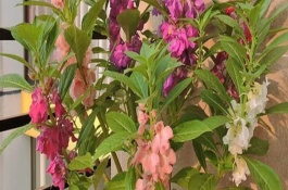 鳳仙花的生長(zhǎng)條件，具有毒性不宜養(yǎng)在臥室中
