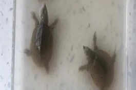 甲魚下蛋了怎么孵化，以33℃左右為宜