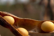 交大31大豆栽培技術(shù)要點(diǎn)，每畝保留5～2萬(wàn)株