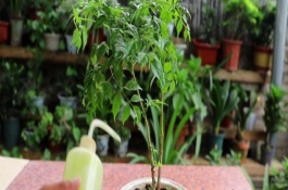 夏天幸福樹多久澆一次水，間隔2-3天就要澆一次水