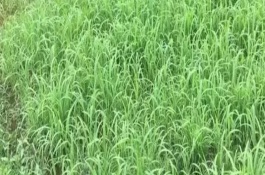 小米草簡(jiǎn)介，播種時(shí)間根據(jù)溫度來(lái)決定
