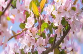 海棠花何時(shí)開放，不同品種的花期有區(qū)別