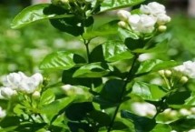 茉莉花茶是什么茶類，產(chǎn)量最高的是橫縣