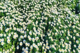 雛菊什么時(shí)候開花，每年3月初就可以開花
