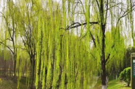 柳樹(shù)的產(chǎn)地分布，樹(shù)冠開(kāi)展、樹(shù)葉披針形
