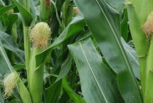 眾玉119玉米栽培技術(shù)要點，中抗莖腐病