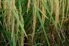 大糧202水稻栽培技術(shù)要點(diǎn)，大田每畝用種量3～4千克