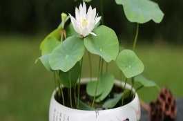 蓮花葉子變黑了怎么辦，每天的曬光時長要超過7小時