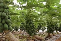 木瓜怎么育苗，需選擇根部完整的幼苗進(jìn)行定植
