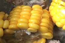 紅遵玉99玉米栽培技術(shù)要點(diǎn)，生育期119.5天