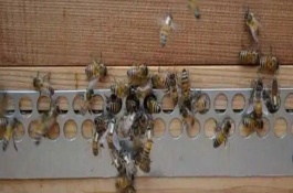 蜜蜂怎樣安全過冬，在飼喂器中添加糖漿再放入蜂箱中即可