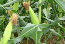 貴單2308玉米栽培技術(shù)要點(diǎn)，夏播在5月中旬以前播種