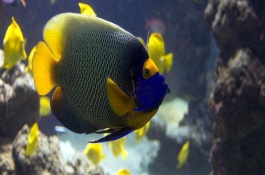 熱帶魚(yú)能放生河里嗎，熱帶魚(yú)不可以放生河里