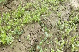 冬季怎么種植芹菜，按照10厘米左右的間距播種